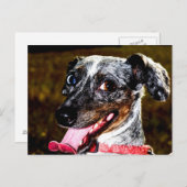 Dapple/Piebald Dachshund Briefkaart (Voorkant / Achterkant)