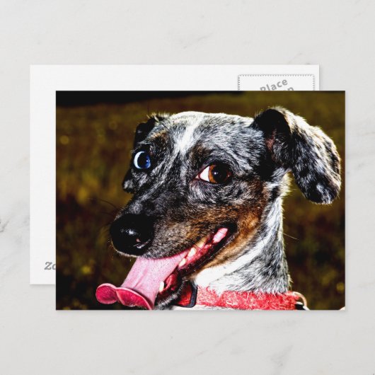 Dapple/Piebald Dachshund Briefkaart (Voorkant / Achterkant)