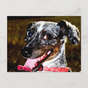 Dapple/Piebald Dachshund Briefkaart