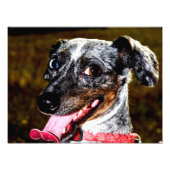 Dapple/Piebald Dachshund Foto Afdruk (Voorkant)