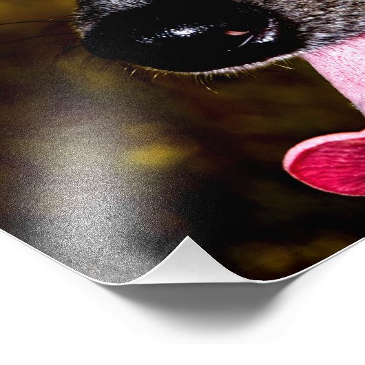 Dapple/Piebald Dachshund Foto Afdruk (Hoek)