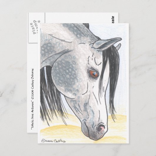 DappledAarabian Mare Briefkaart (Voorkant / Achterkant)