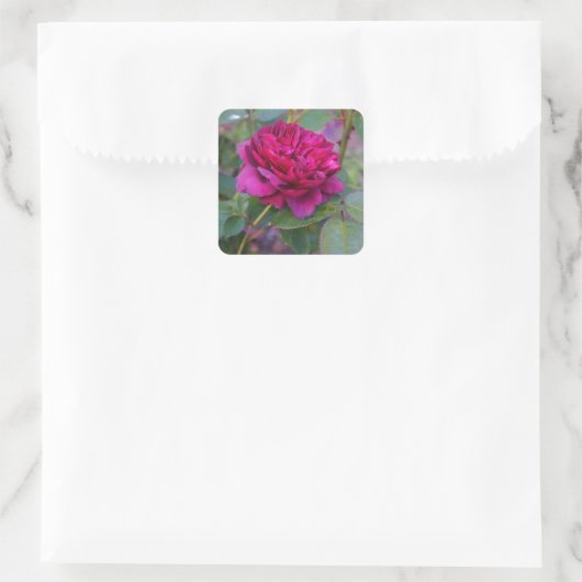 Darcey Bussell Roos #1 Sticker (Tas)