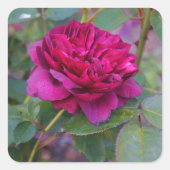 Darcey Bussell Roos #1 Sticker (Voorkant)
