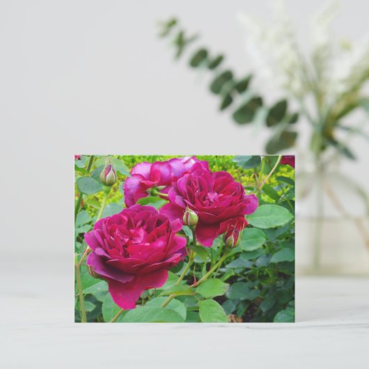 Darcey Bussell Roos #2 Briefkaart (Staand voorkant)