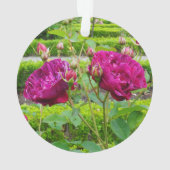 Darcey Bussell Roos #3 Ornament (achterkant)