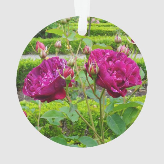 Darcey Bussell Roos #3 Ornament (achterkant)