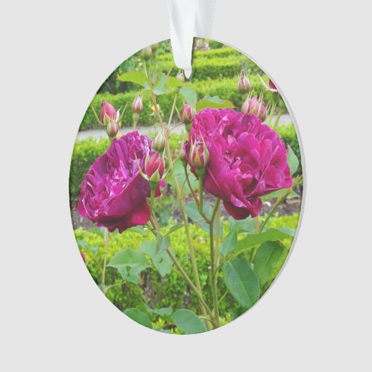 Darcey Bussell Roos #3 Ornament (voorkant)