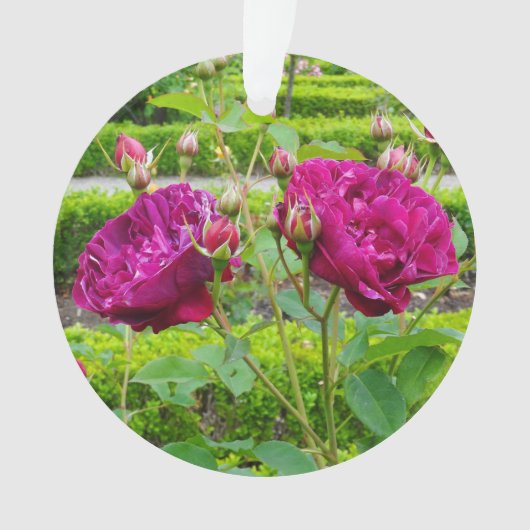 Darcey Bussell Roos #3 Ornament (voorkant)