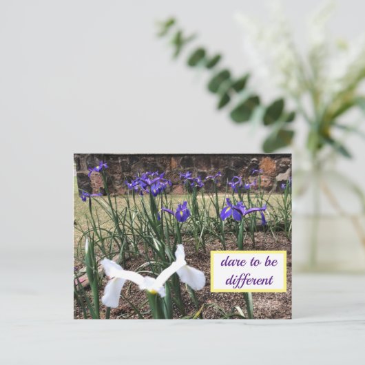 Dare to be Different Irises Briefkaart (Staand voorkant)