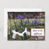 Dare to be Different Irises Briefkaart (Voorkant / Achterkant)