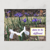 Dare to be Different Irises Briefkaart (Voorkant)