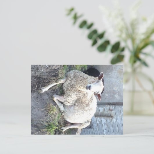 Dåris - de coolste ooi in het dorp briefkaart (Staand voorkant)