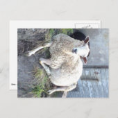 Dåris - de coolste ooi in het dorp briefkaart (Voorkant / Achterkant)