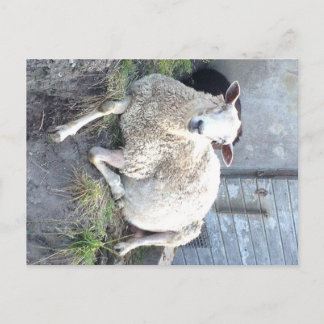 Dåris - de coolste ooi in het dorp briefkaart