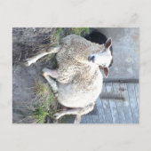 Dåris - de coolste ooi in het dorp briefkaart (Voorkant)