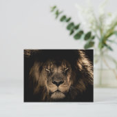 Dark African Lion Wildlife Wild Animal Briefkaart (Staand voorkant)