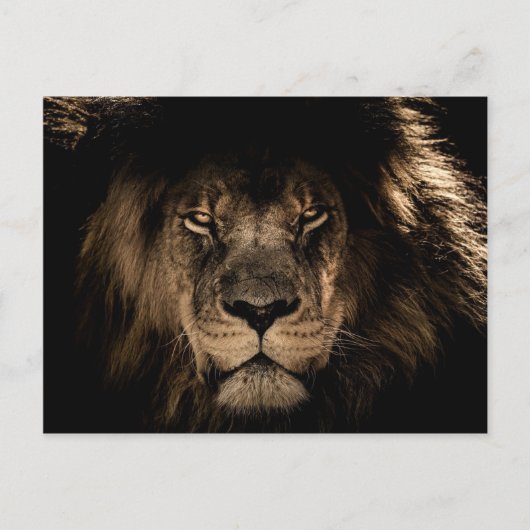 Dark African Lion Wildlife Wild Animal Briefkaart (Voorkant)