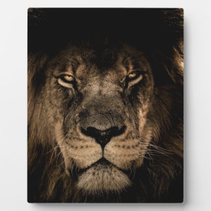 Dark African Lion Wildlife Wild Animal Fotoplaat