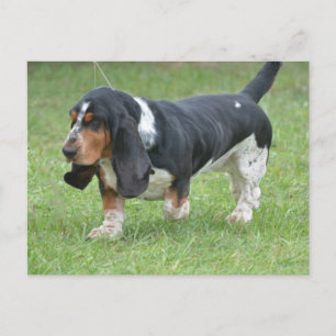 Dark Basset Hound Dog Briefkaart