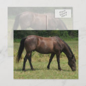 Dark Bay Horse grazen in grasveld Briefkaart (Voorkant / Achterkant)