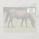 Dark Bay Horse grazen in grasveld Briefkaart (Achterkant)