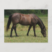 Dark Bay Horse grazen in grasveld Briefkaart (Voorkant)