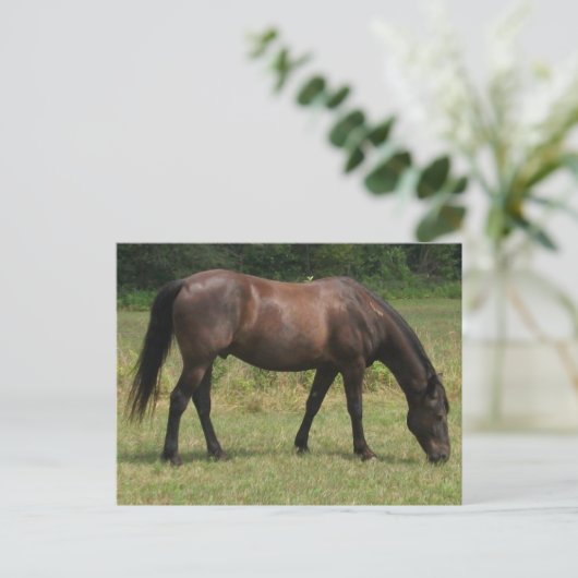 Dark Bay Horse grazen in grasveld Briefkaart (Staand voorkant)
