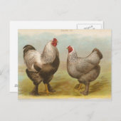 "Dark Brahama Chickens" Briefkaart (Voorkant / Achterkant)