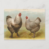  "Dark Brahama Chickens" Briefkaart (Voorkant)