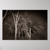 Dark Forest – Haunting Black and White Tree Art Poster (Voorkant)