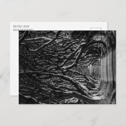 Dark Hedges Ierland Briefkaart (Voorkant / Achterkant)