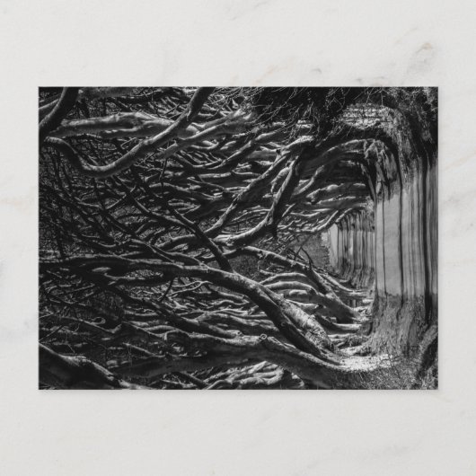Dark Hedges Ierland Briefkaart (Voorkant)