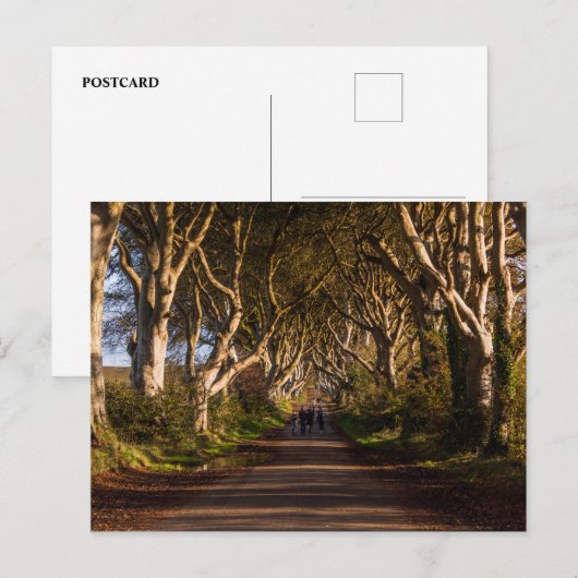 Dark Hedges Ierland Briefkaart (Voorkant / Achterkant)