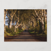 Dark Hedges Ierland Briefkaart (Voorkant)