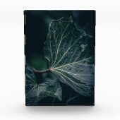 Dark Ivy Leaf Natuur Foto (Voorkant)