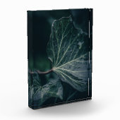 Dark Ivy Leaf Natuur Foto (Links)