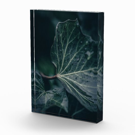 Dark Ivy Leaf Natuur Foto (Rechts)