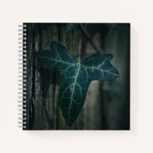 Dark Ivy Leaf Natuur Foto