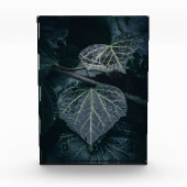 Dark Ivy Natuur Foto (Voorkant)