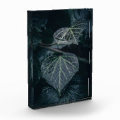 Dark Ivy Natuur Foto (Links)