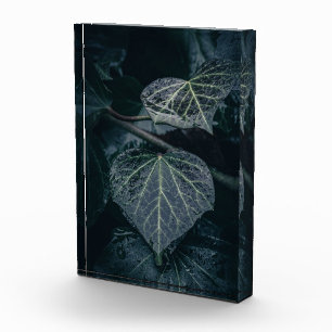 Dark Ivy Natuur Foto