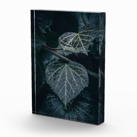 Dark Ivy Natuur Foto (Rechts)