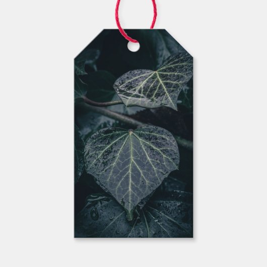 Dark Ivy Natuur Foto Cadeaulabel (Voorkant)