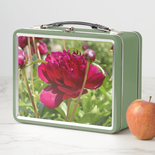 Dark Maroon velvet peonies (In situ)