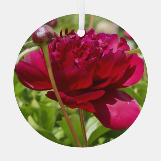 Dark Maroon velvet peonies Glas Ornament (Achterkant)