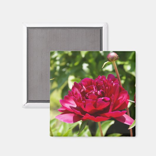 Dark Maroon velvet peonies Magneet (Voorkant / Achterkant)