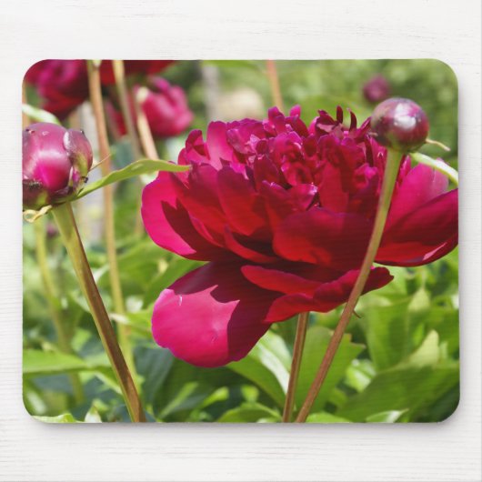 Dark Maroon velvet peonies Muismat (Voorkant)