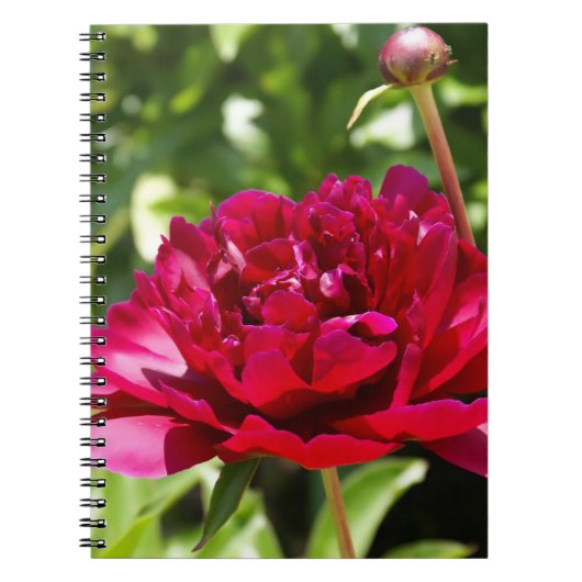 Dark Maroon velvet peonies Notitieboek (Voorkant)