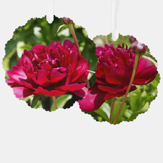 Dark Maroon velvet peonies Ornament Kaart (Voorkant / Achterkant)